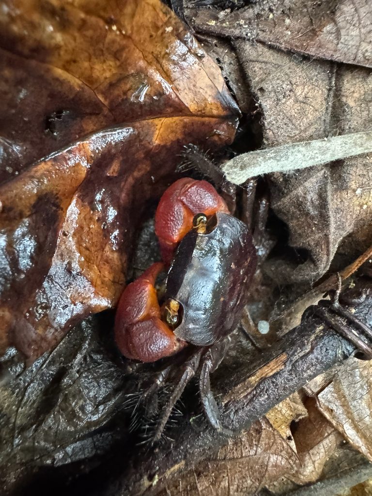 Red Apple Crab (Metasesarma aubryi), photographed in the wild