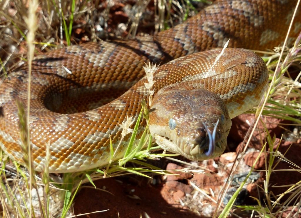 Bredl's Python (Morelia bredli), photographed in the wild