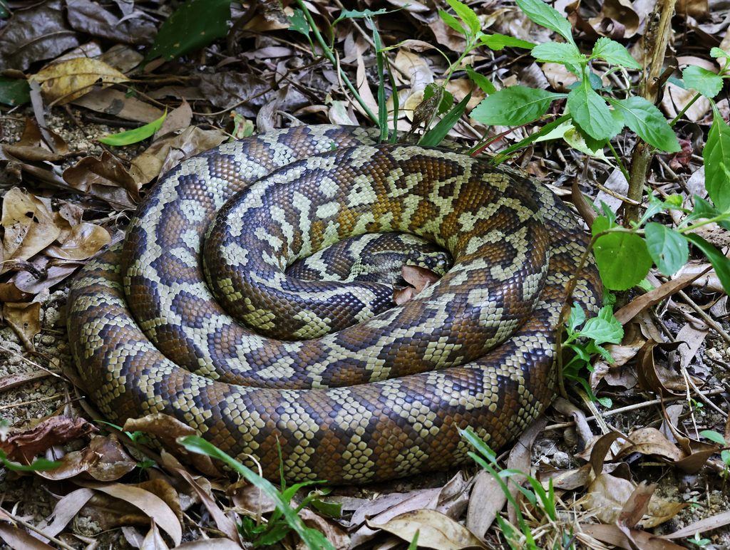 Jungle Carpet Python (Morelia spilota cheynei), photograph
