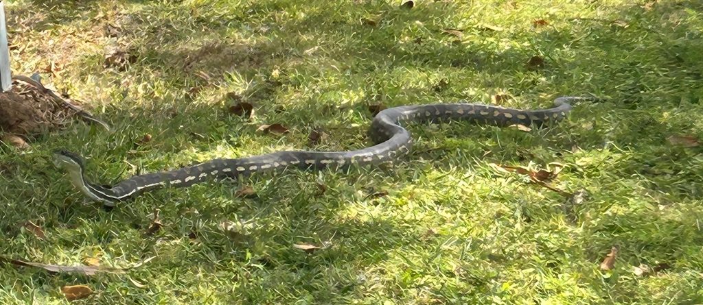 Coastal Carpet Python (Morelia spilota mcdowelli), photograph