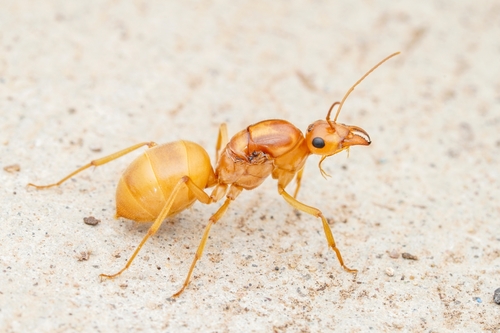Honeypot Ant (Myrmecocystus mexicanus), photograph