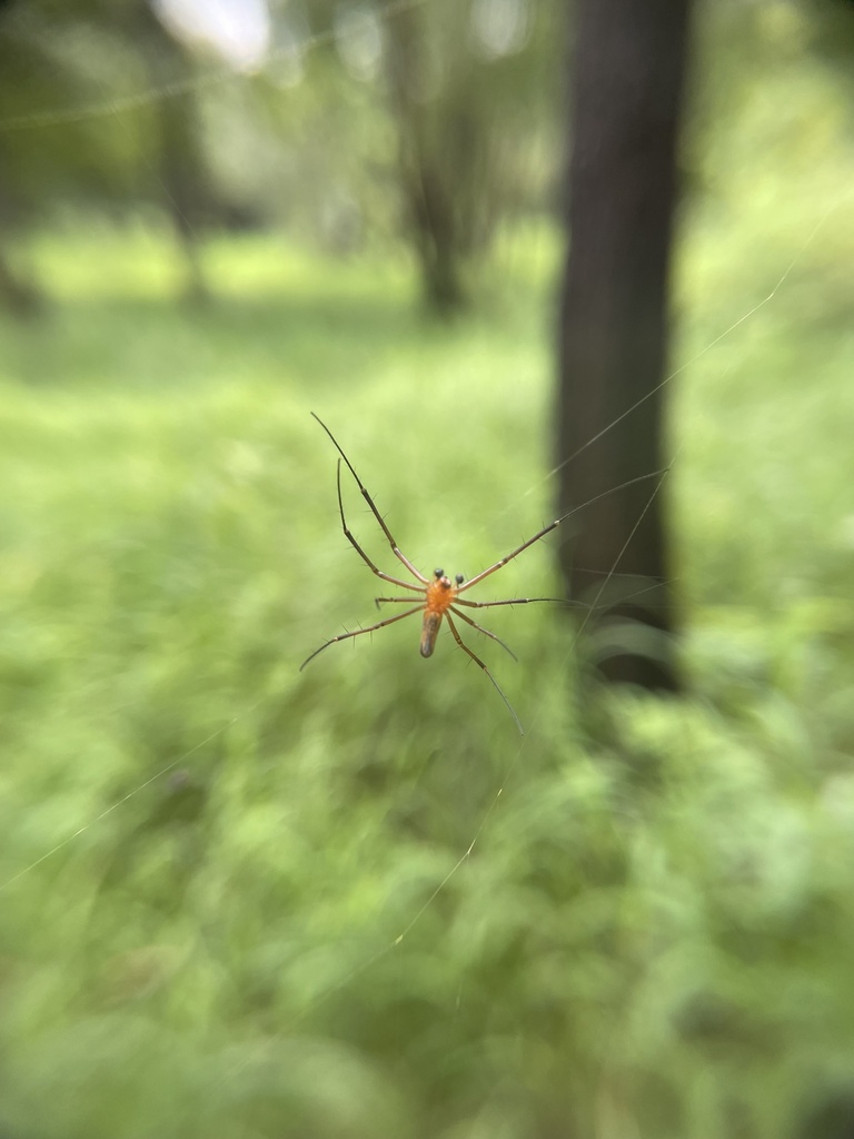 Giant golden orb-weaver (Nephila pilipes), photographed in the wild