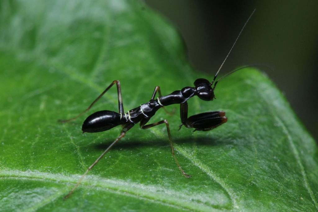Asian Ant Mantis (Odontomantis planiceps), photographed in the wild