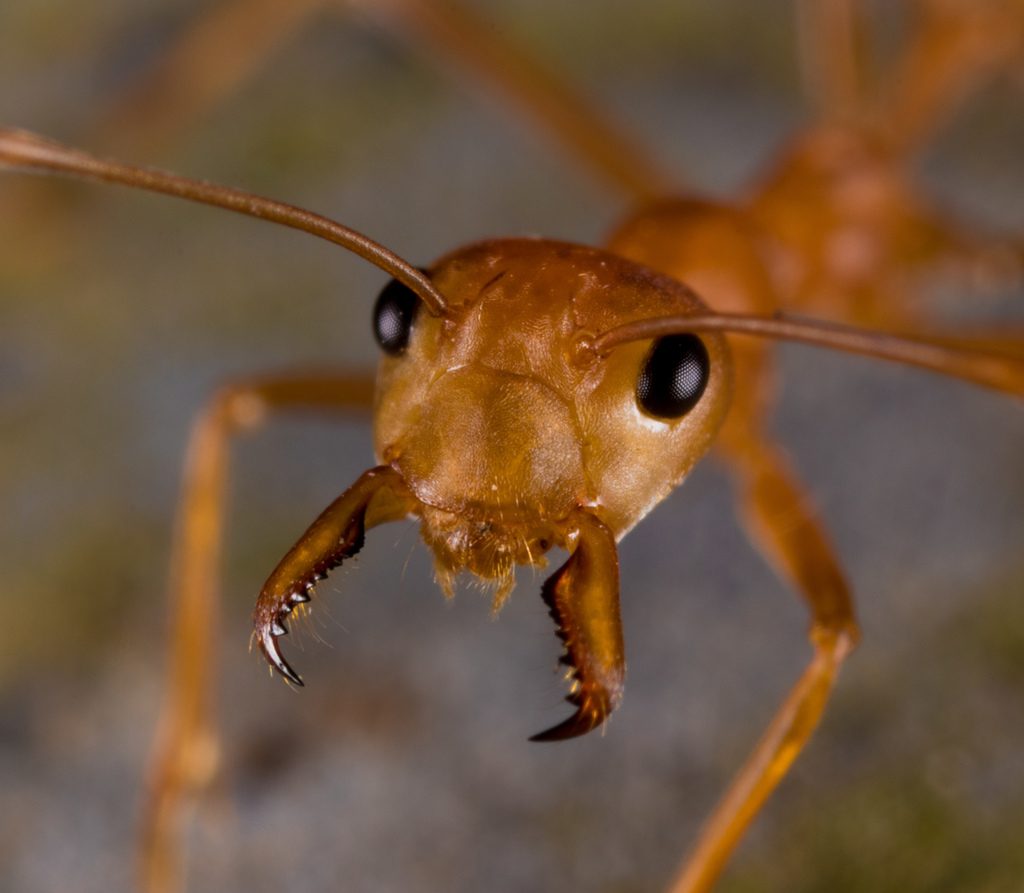 Asian weaver ant (green tree ant) (Oecophylla smaragdina), photographed in the wild