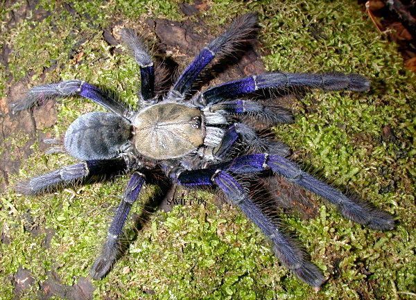 Singapore Blue Tarantula (Omothymus violaceopes), photographed in the wild