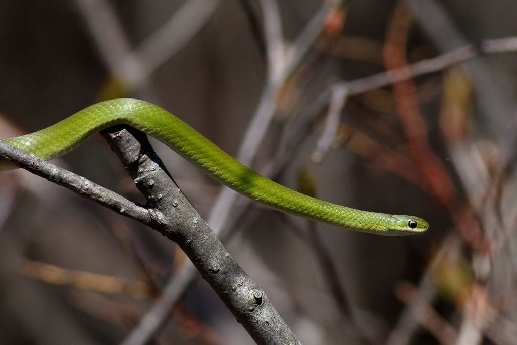 Photograph of Smooth Green Snake (Opheodrys vernalis)