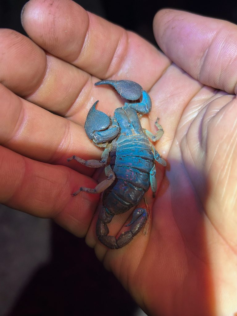 Tricolor / shiny burrowing scorpion (Opistophthalmus) (Opistophthalmus glabrifrons), photographed in the wild