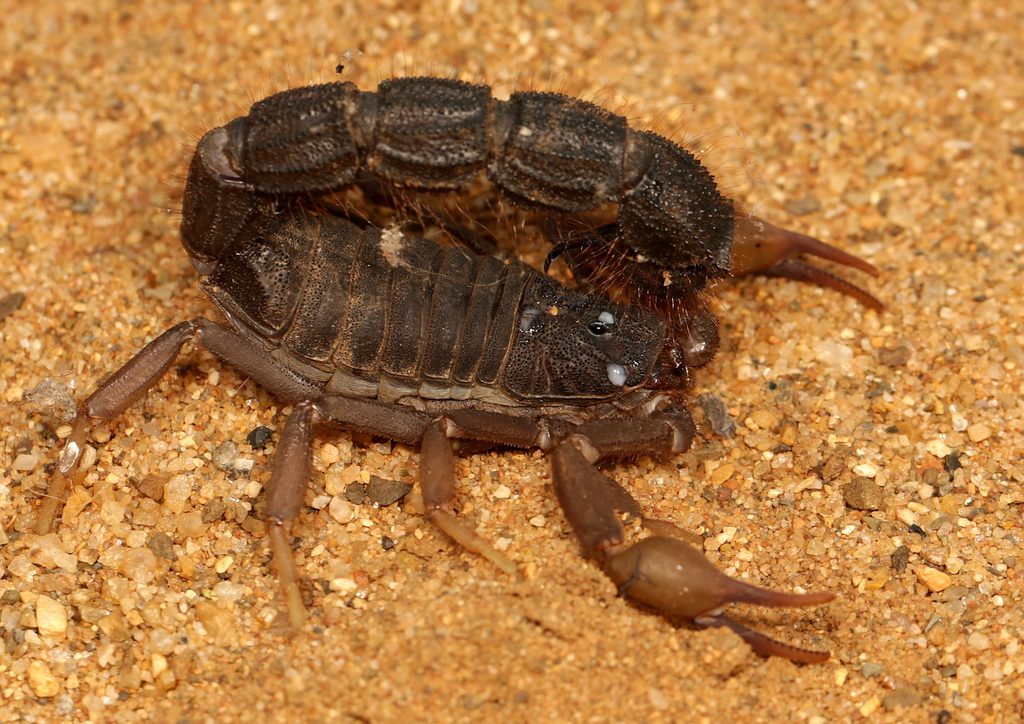 Common fat-tailed / South African thick-tail (transvaalicus) (Parabuthus transvaalicus), photographed in the wild