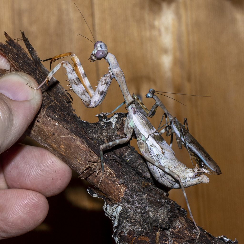 Budwing Mantis (Parasphendale affinis), photographed in the wild