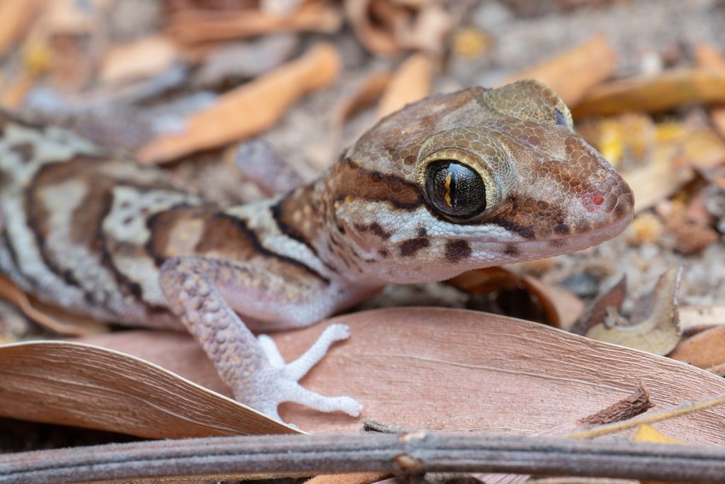 Madagascar Ground Gecko (Paroedura pictus), photograph