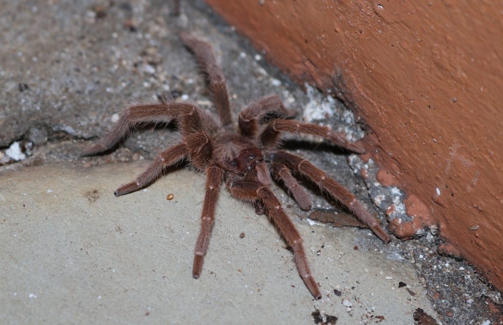 King Baboon Tarantula (Pelinobius muticus), photographed in the wild