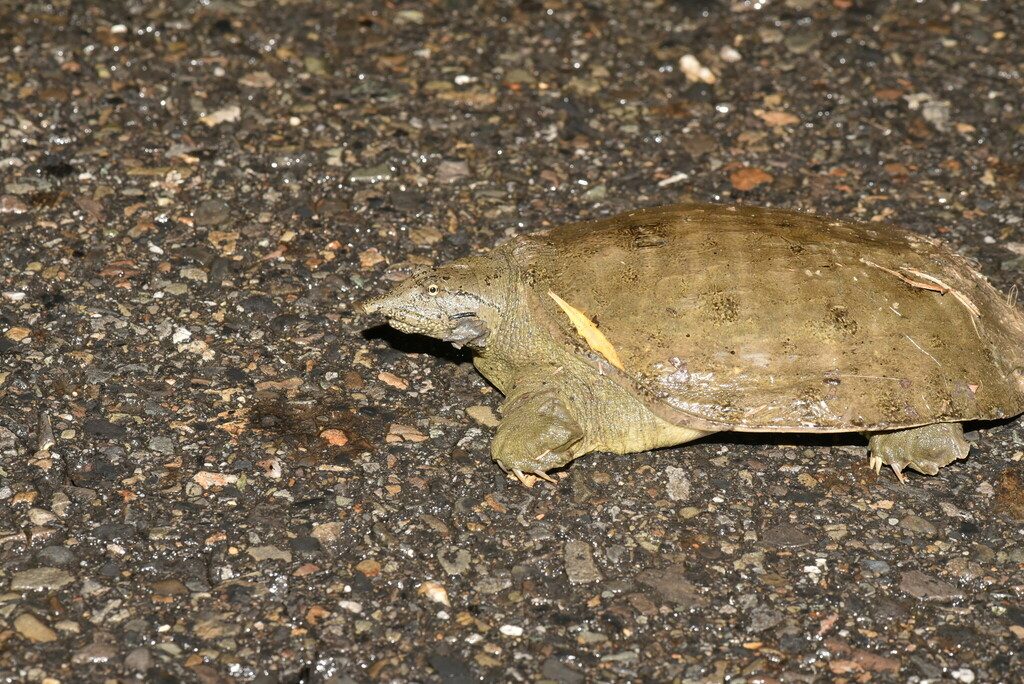 Chinese softshell turtle (Pelodiscus sinensis), photographed in the wild