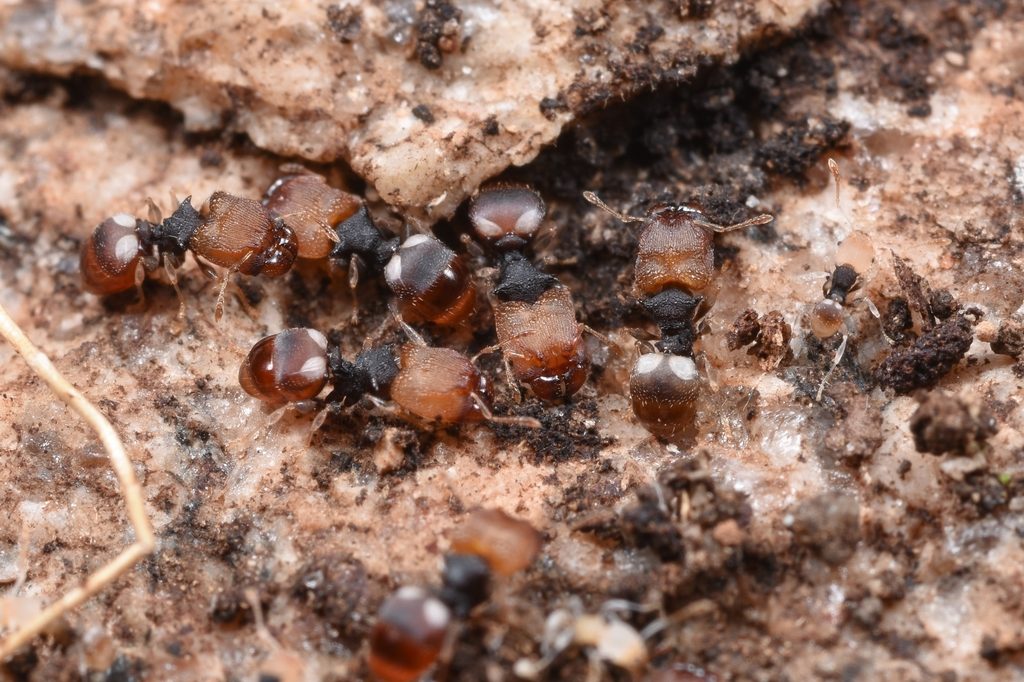Pheidole sp., photographed in the wild