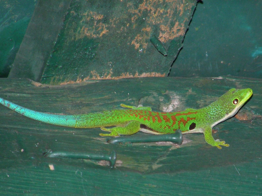 Peacock Day (Phelsuma quadriocellata), photographed in the wild