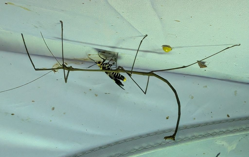 Malayan Giant Stick Insect (Phobaeticus serratipes), photographed in the wild