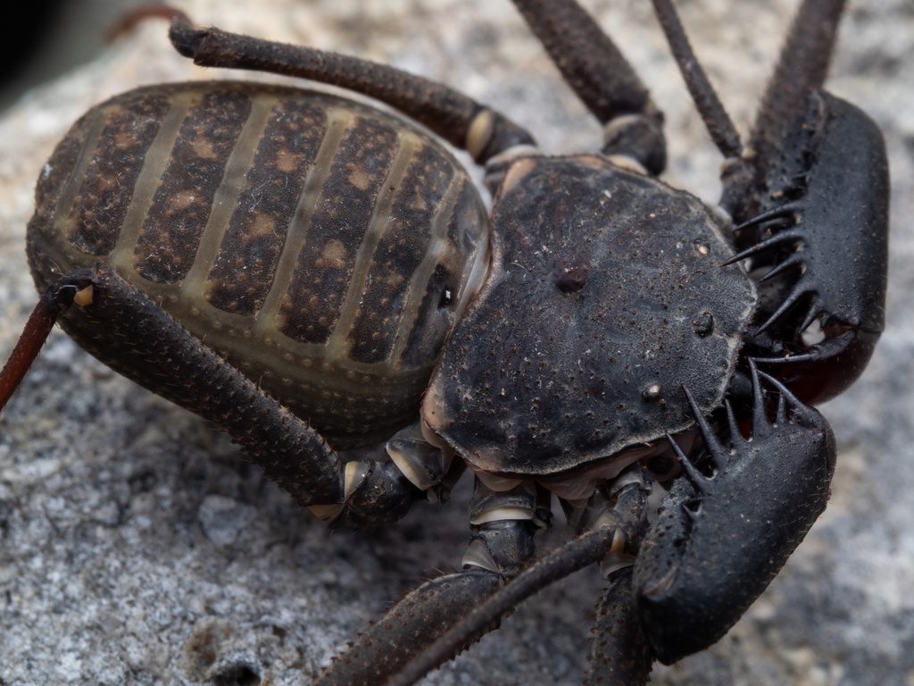 Dwarf / spotted tailless whip spider (Phrynus marginemaculatus), photographed in the wild