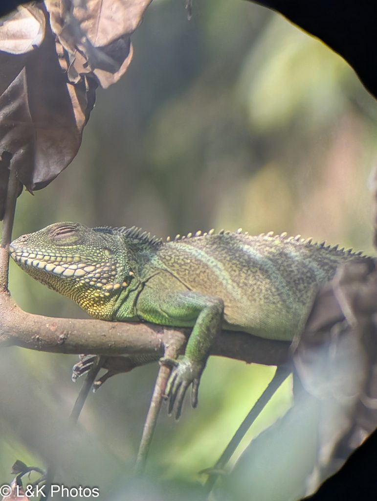Chinese water dragon (Physignathus cocincinus), photographed in the wild