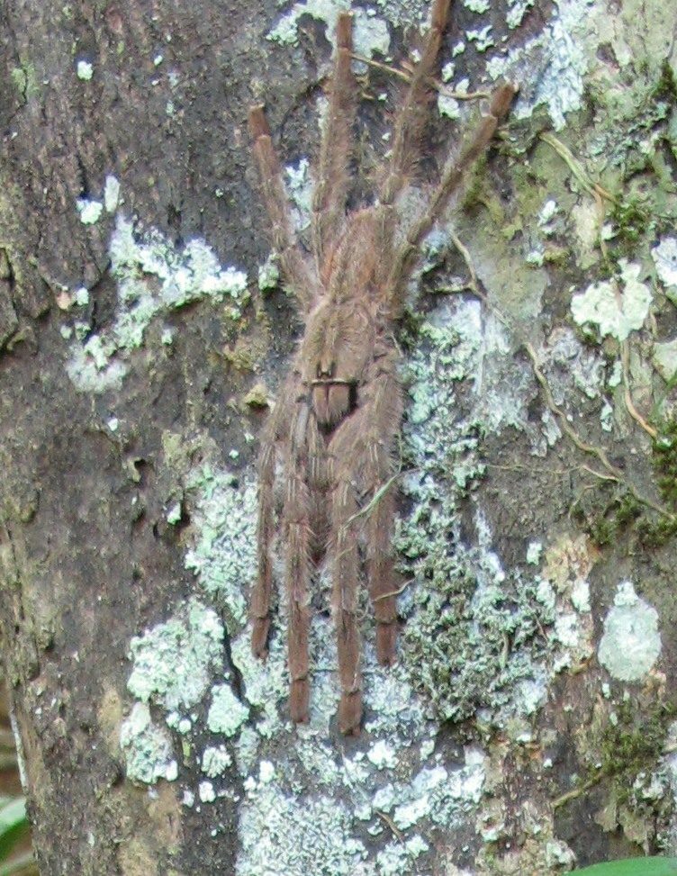 Salem / Beautiful Ornamental Tarantula (Poecilotheria formosa), photographed in the wild