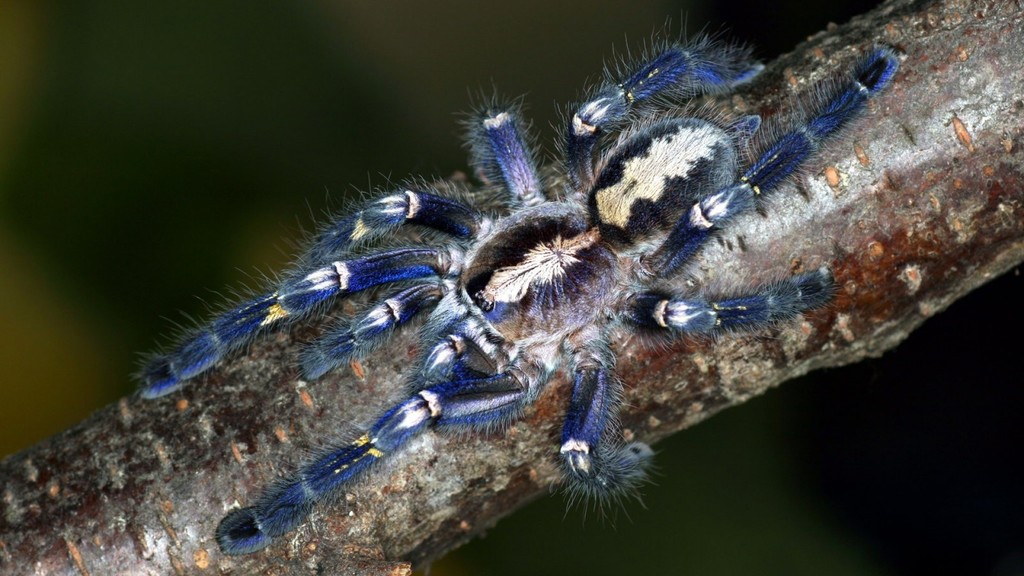 Gooty Sapphire Ornamental Tarantula (Poecilotheria metallica), photographed in the wild