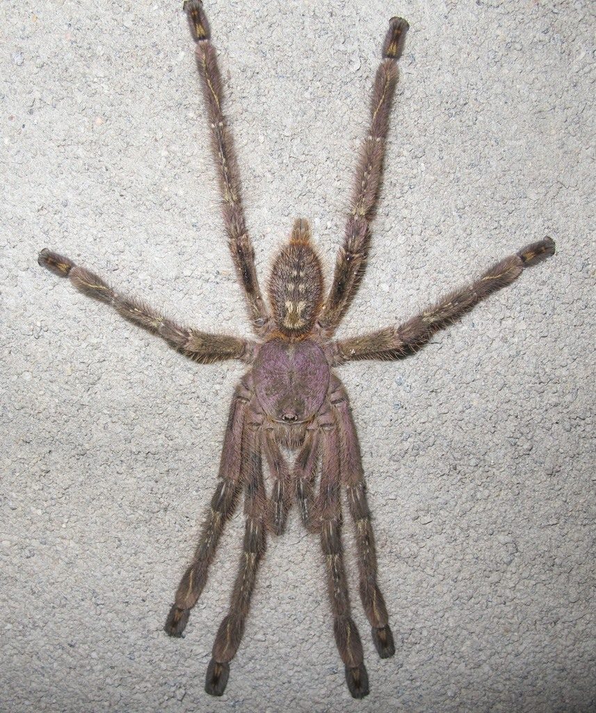 Ivory / Highland Ornamental Tarantula (Poecilotheria subfusca), photographed in the wild