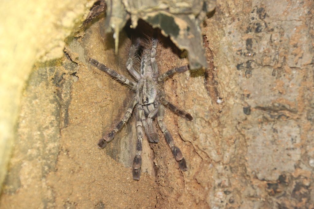 Ghost Ornamental Tarantula (Poecilotheria vittata), photographed in the wild
