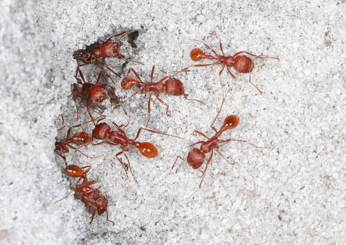 Florida Harvester Ant (Pogonomyrmex badius), photograph