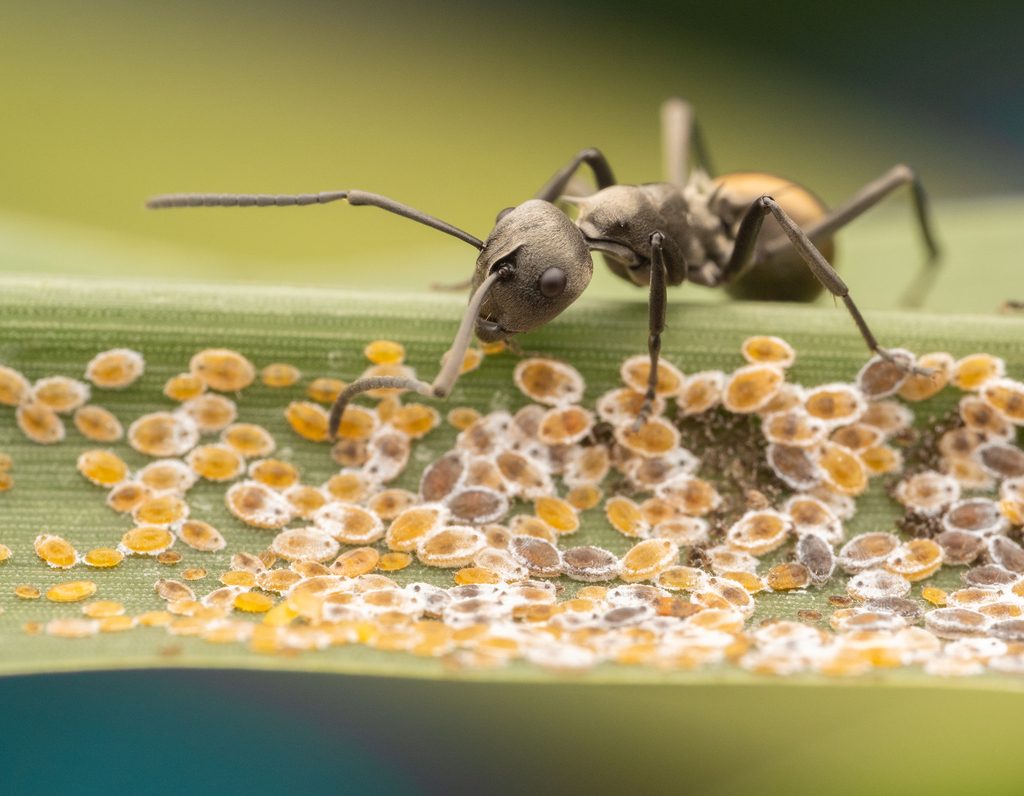 Asian spiny/golden weaver ant (Polyrhachis dives), photographed in the wild