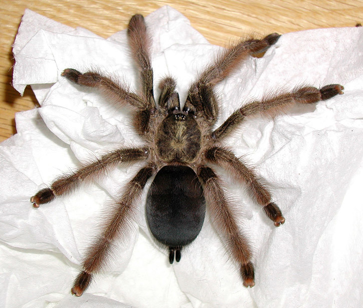 Panama Blonde (Psalmopoeus pulcher), photographed in the wild