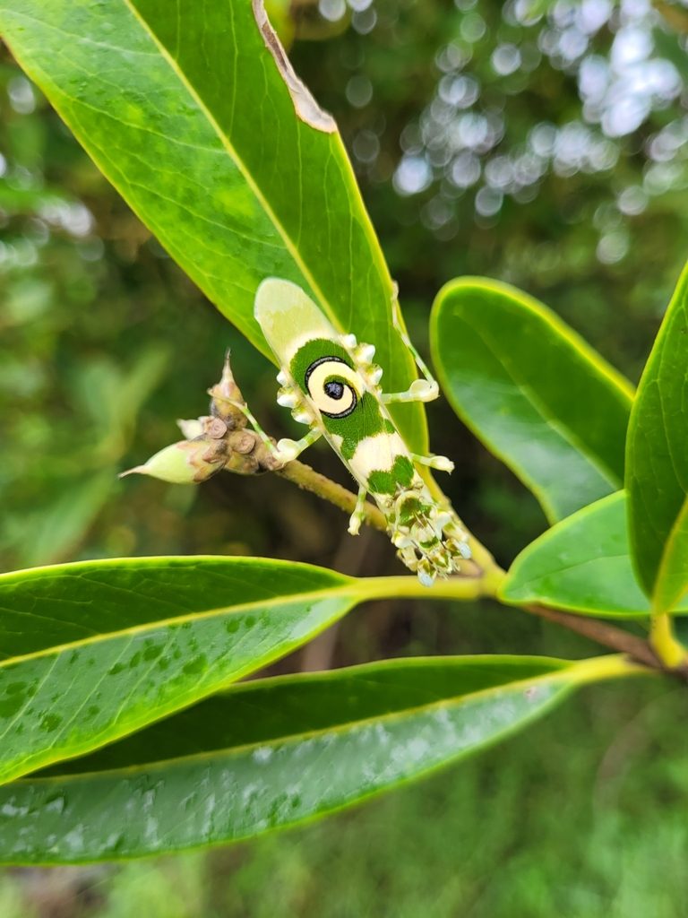 Double Shield / Spiny Flower Mantis (Pseudocreobotra ocellata), photographed in the wild