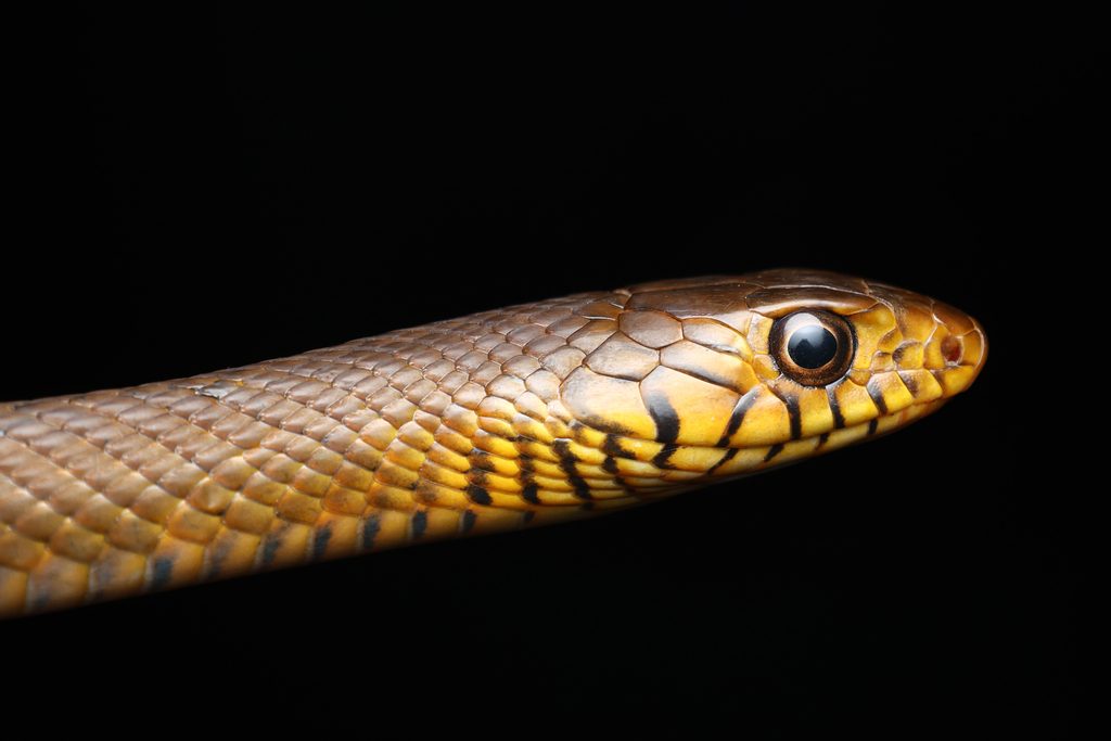 Oriental rat (Ptyas mucosa), photographed in the wild