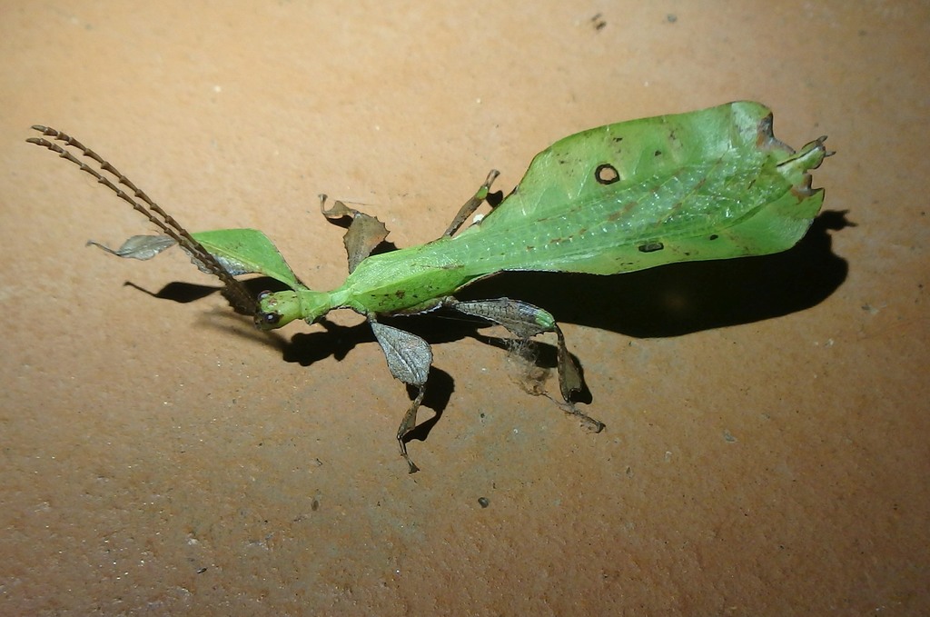 Leaf Insect (Pulchriphyllium bioculatum), photographed in the wild