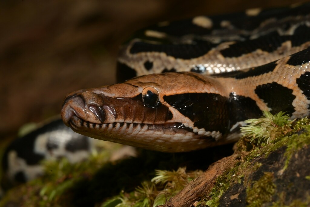 Borneo Short-tailed Python (Python breitensteini), photographed in the wild