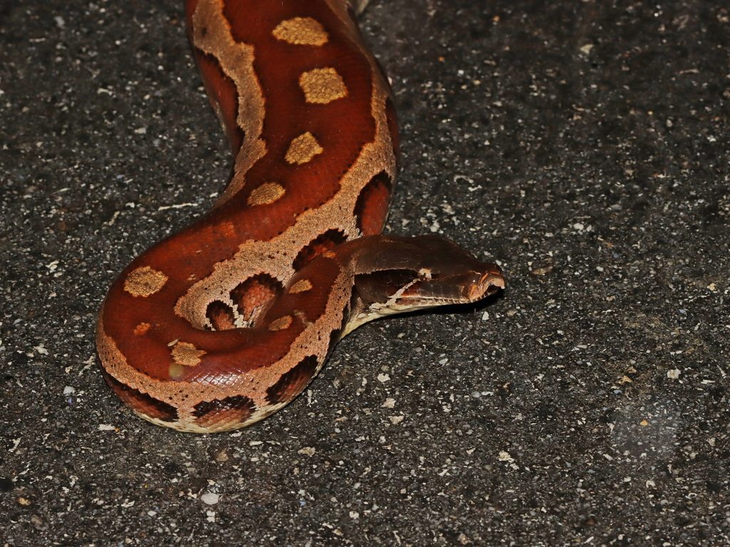 Blood Python (Python brongersmai), photograph