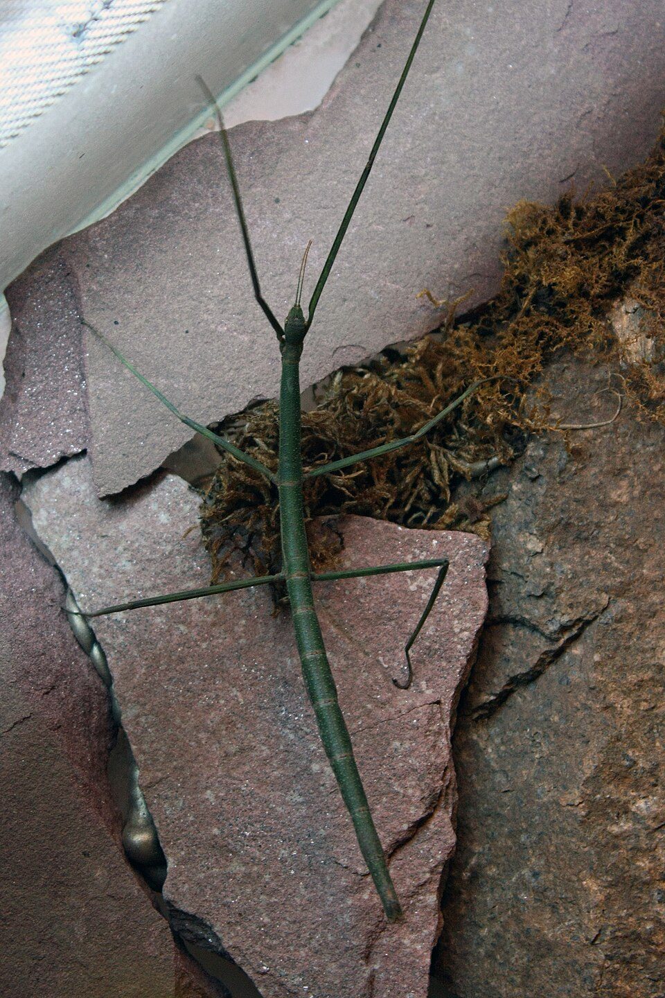 Giant Vietnamese Stick Insect (Ramulus artemis), photograph