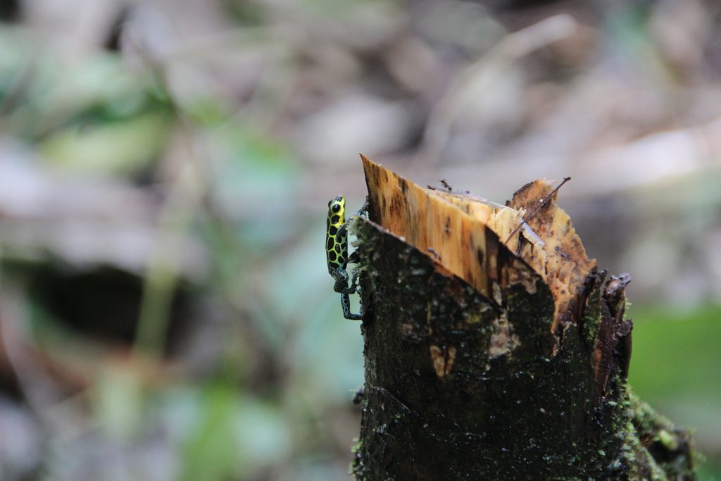 Mimic Poison Frog (Ranitomeya imitator), photographed in the wild