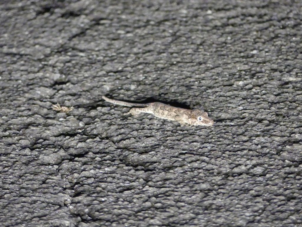 Rhacodactylus auriculatus, photographed in the wild