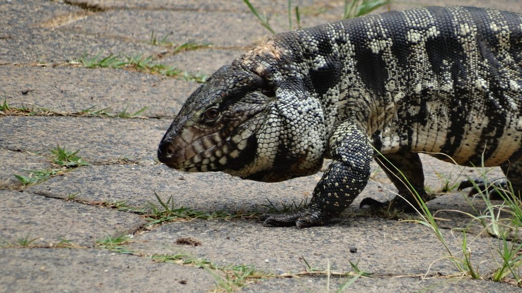 Argentine Black & White Tegu (Salvator merianae), photographed in the wild