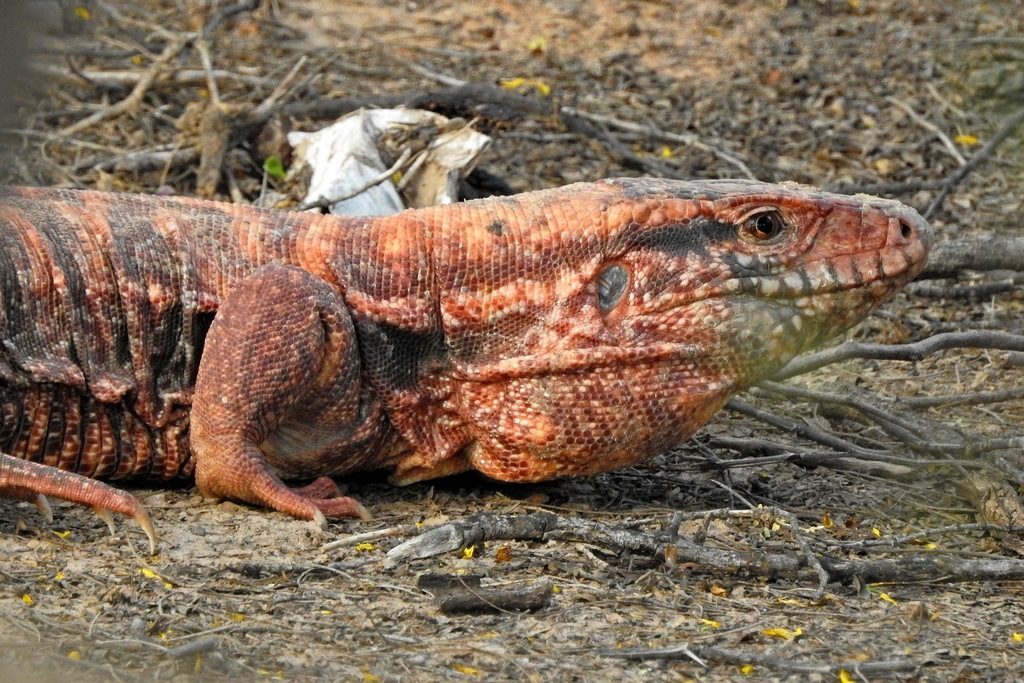 Tegu (Salvator rufescens), photographed in the wild
