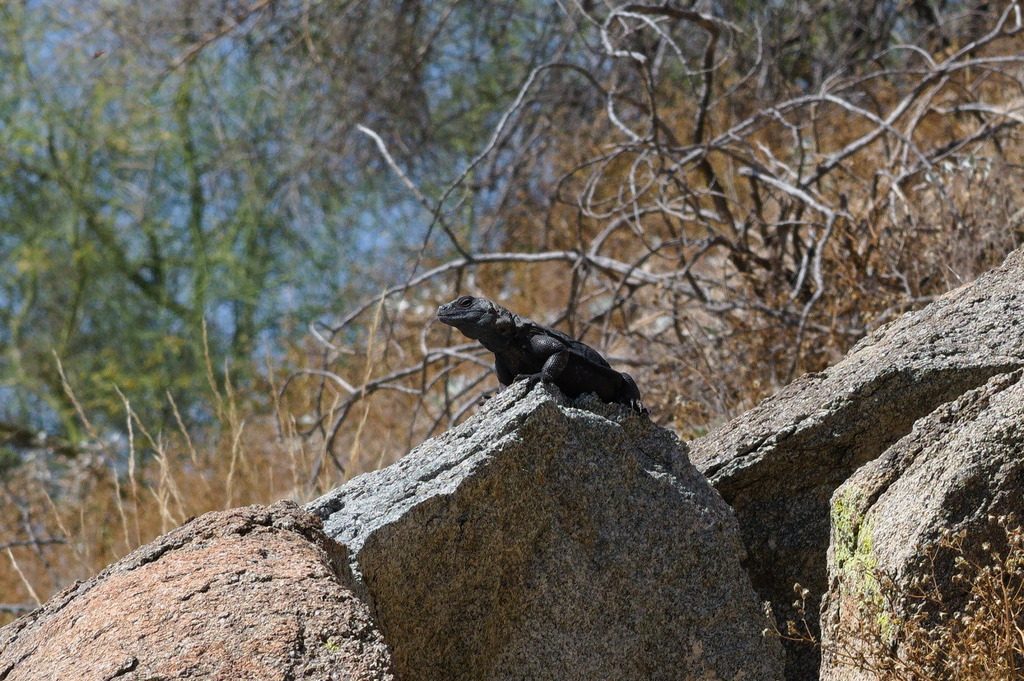 Chuckwalla (Sauromalus ater), photographed in the wild