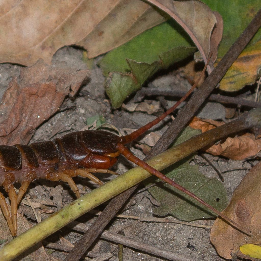 Amazonian Giant Centipede (Scolopendra gigantea), photographed in the wild