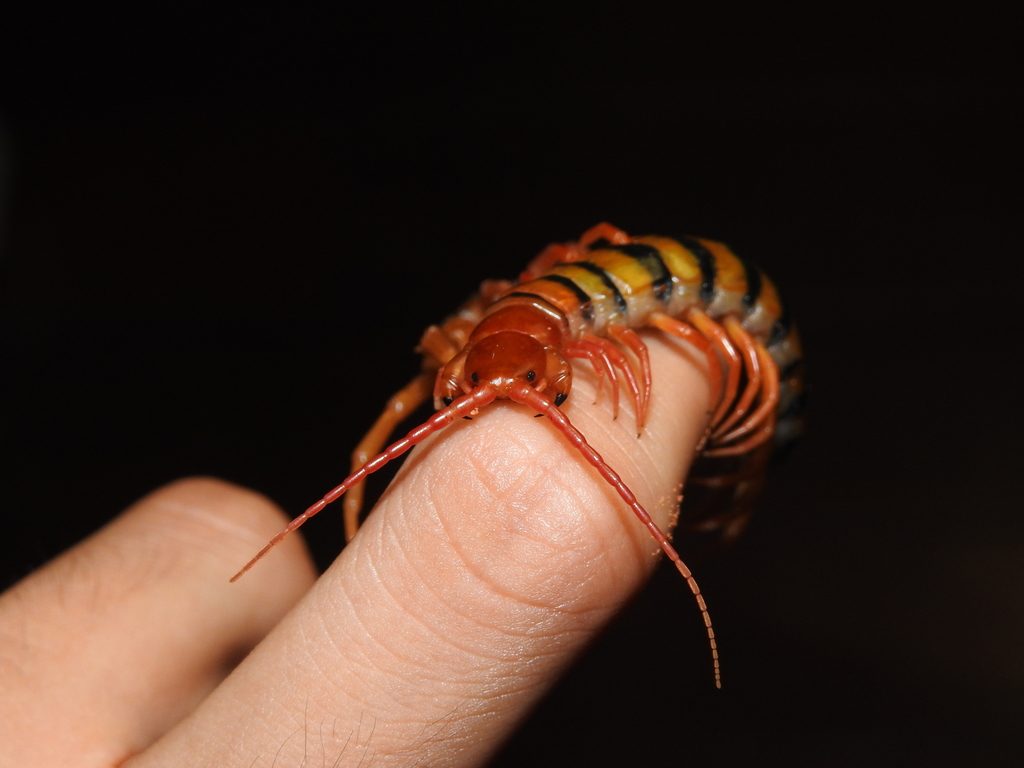 Tanzanian Red-headed / Tiger Centipede (Scolopendra morsitans), photographed in the wild