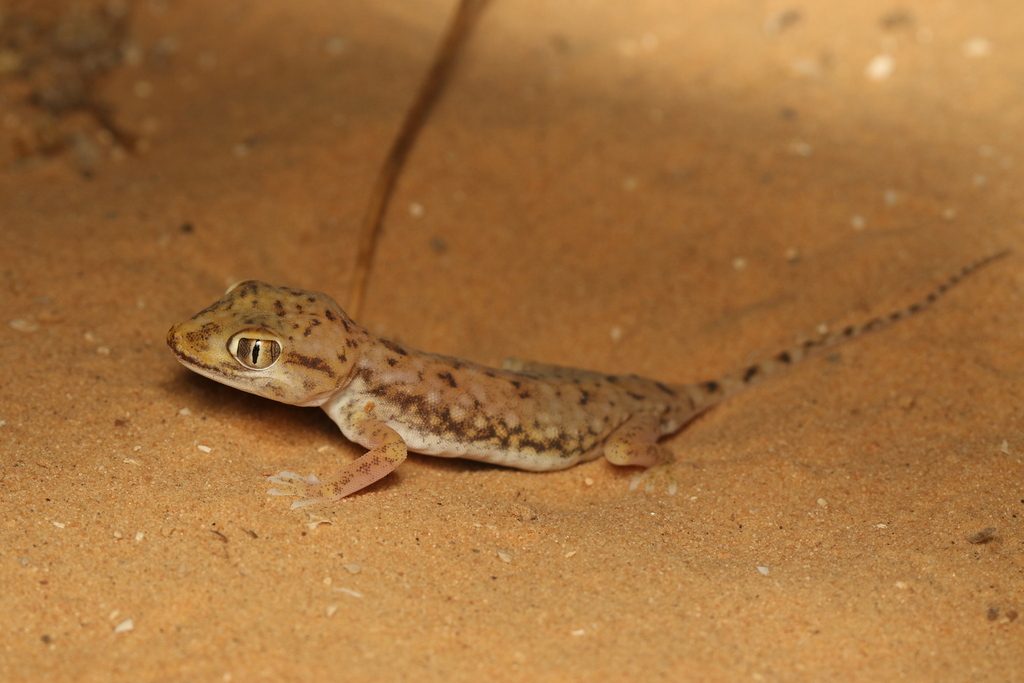 Dune (Stenodactylus petrii), photograph