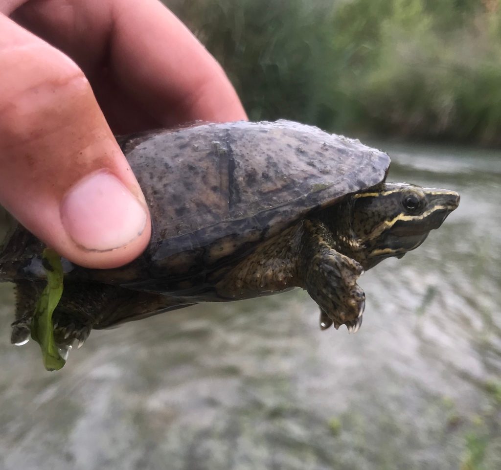 Photograph of Common musk turtle (Stinkpot) (Sternotherus odoratus)