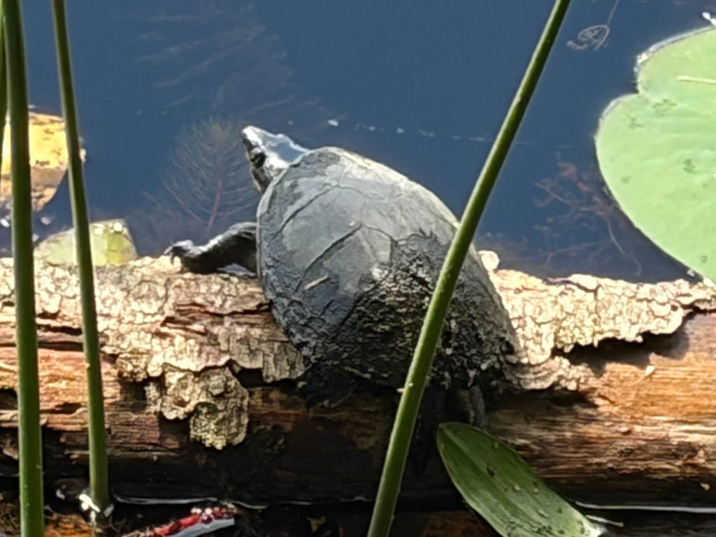 Common musk turtle (Stinkpot) (Sternotherus odoratus), photograph