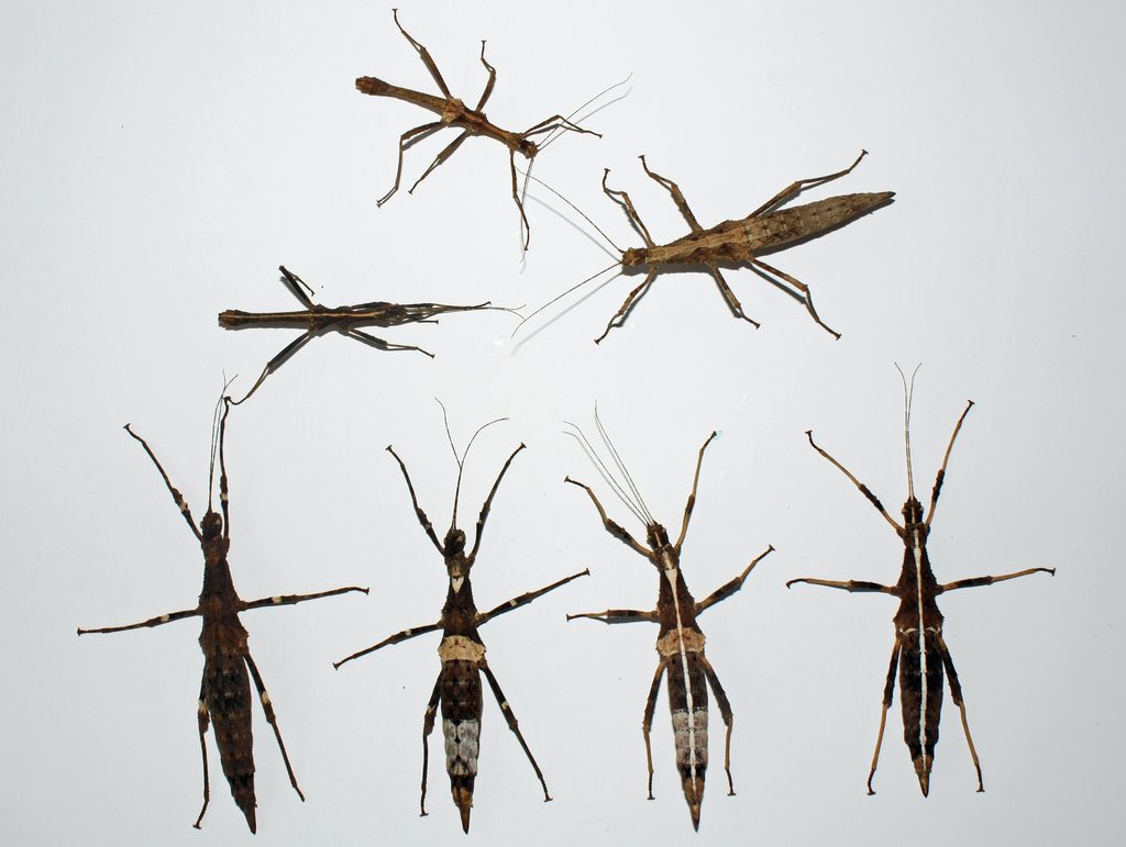 Sunny / Sungaya Stick Insect (Sungaya inexpectata), photographed in the wild