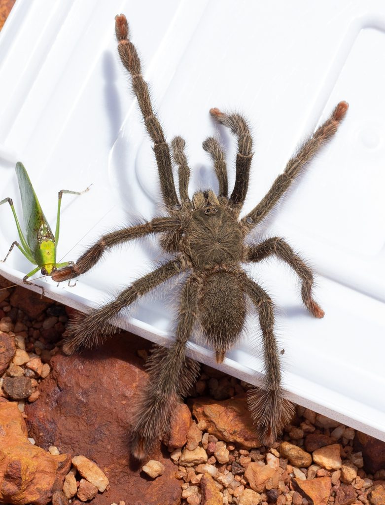 Purple Tree Spider (Tapinauchenius violaceus), identified on iNaturalist as Tapinauchenius plumipes, photographed in the wild