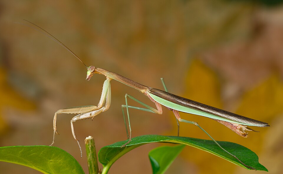 Chinese Mantis (Tenodera sinensis), photograph