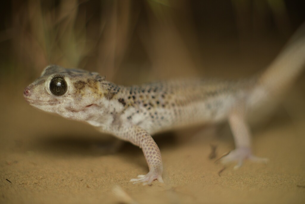 Frog-eyed Gecko (Teratoscincus scincus), photograph
