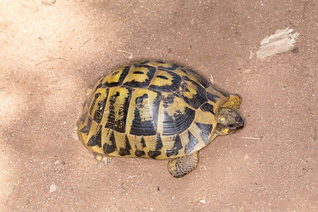 Hermann's tortoise (Testudo hermanni), photographed in the wild