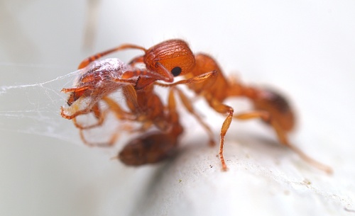 Guinea Ant (Tetramorium bicarinatum), photograph